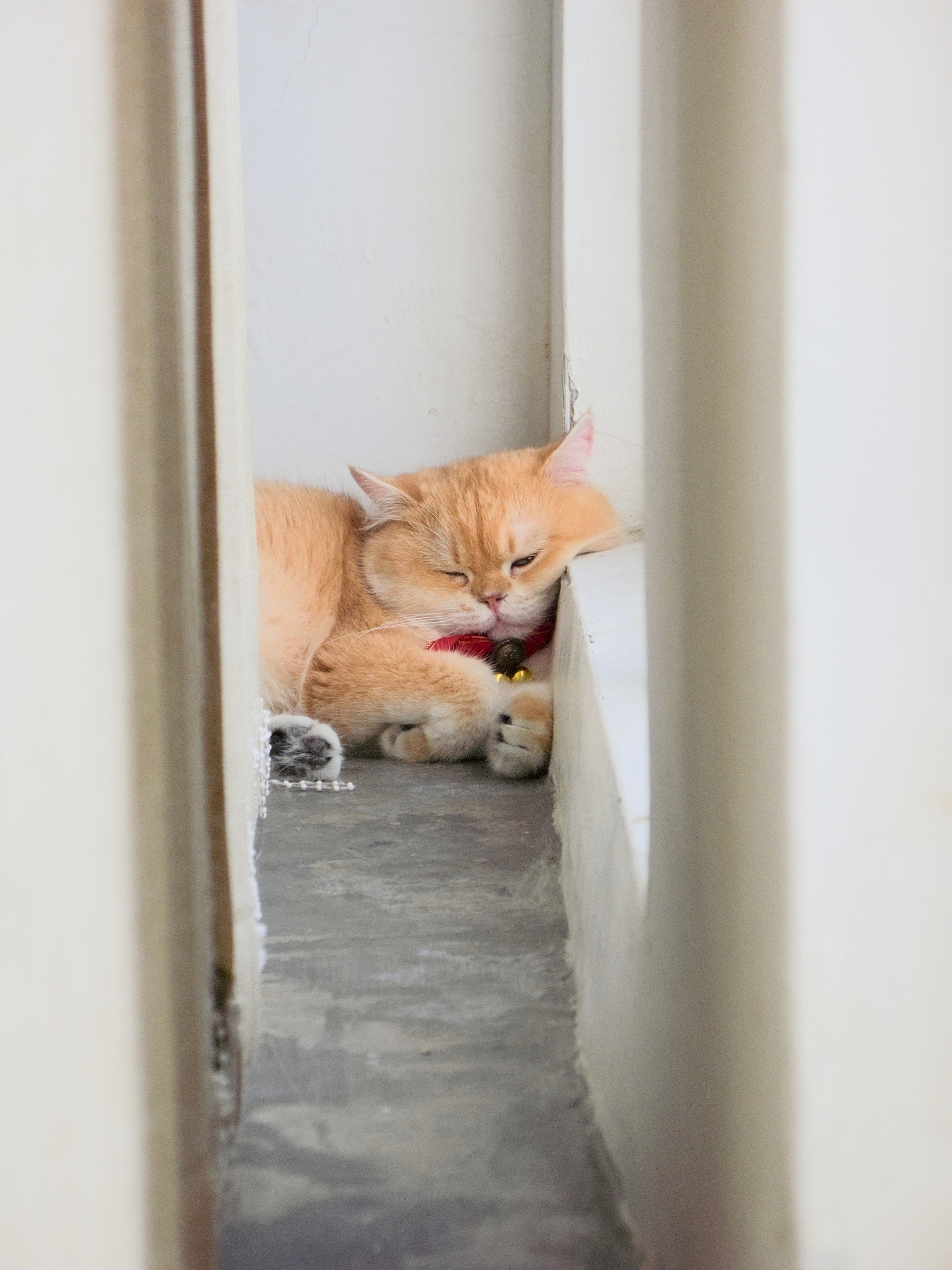 cat