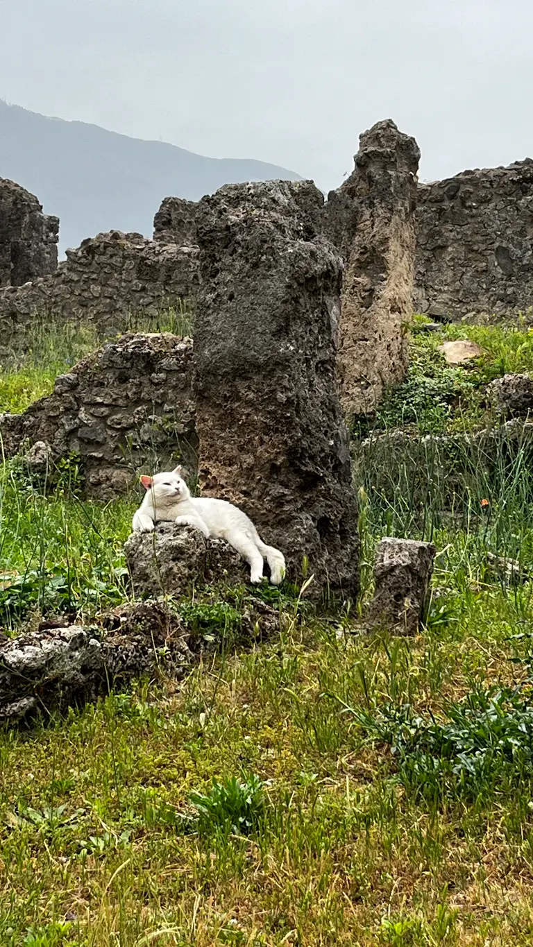 cat in Pompeii