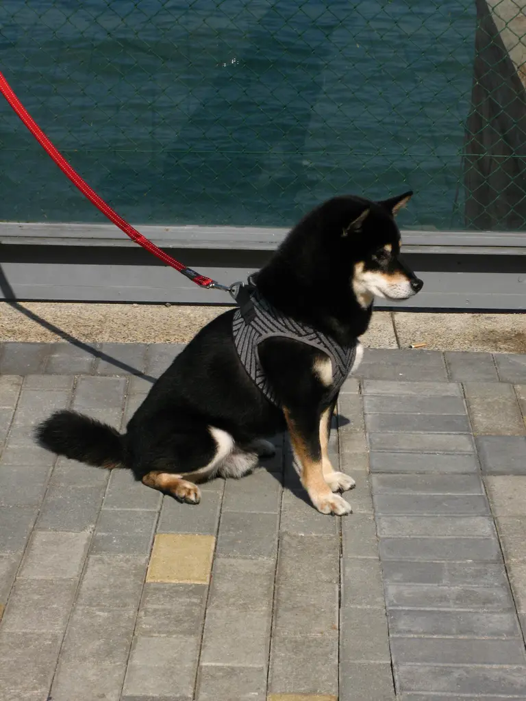 dog in Kennedy Town